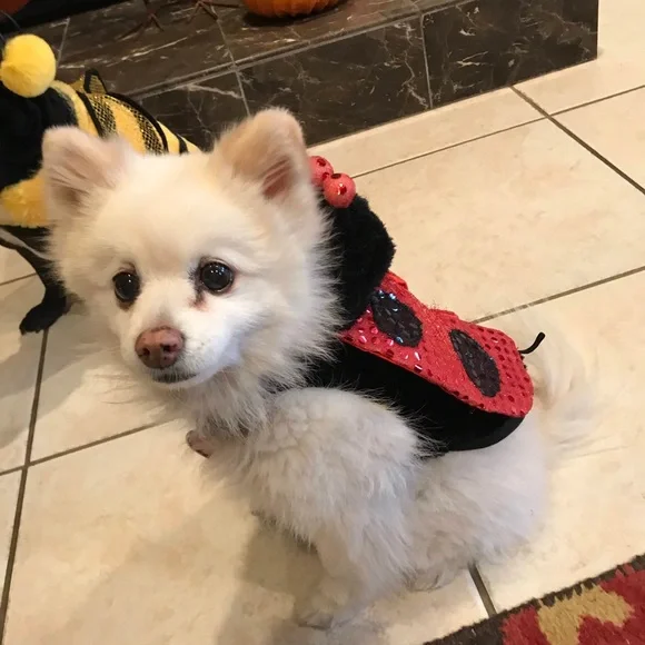 Pet ladybug costume Size Small - Picture 1 of 7